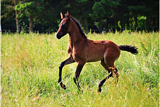 5 Foal Nutrition Tips to Keep Your Foal Healthy