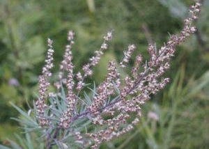 The Health Benefits Of Mugwort And Its Influence On Dreams