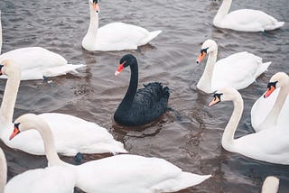 The Final Tool : Black Swans