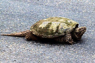 Why did the Turtle Cross the Road?