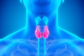 The thyroid gland is a butterfly-shaped organ which is located in front of the neck.
