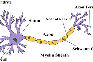 AI and Neuroscience — Part 2: Researches in AI can absorb knowledge from neuroscience