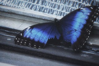 Colecionador