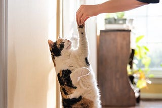 Beginner’s Guide: How to Train a Cat for Good Behavior