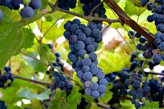 The Glorious Grapey Goodness of Concord Grapes