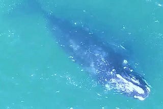 Two rambling female right whales fix our wagon of preconceptions