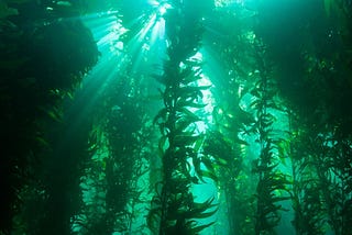 Mare Nullius and the wishful audacity of deep sea seaweed sinking