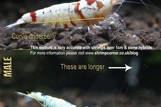 How To: Tell a female and male shrimp apart