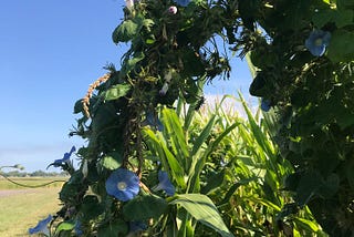 They Did Not Reap What They Sowed