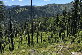 Exploring forests shaped by fire in western Oregon