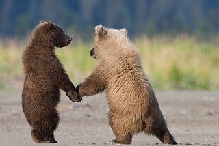 Two bears in the wild, standing on their feet and holding hands