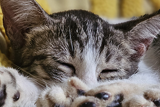 How to Take Care of Your Kittens — xdcweb solutions