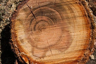 How Trees Recover from Wounds and Pruning