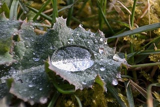A photo of a big raindrop on a nettle like leaf with other small raindrops scatered around.