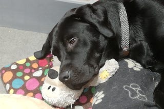 Blogging with Oscar — Oscar’s First Guest Post at Writing with Labradors