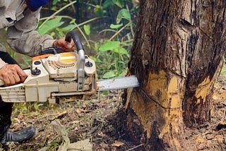 Using Chainsaw for Tree Removal