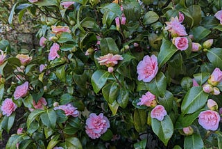 A close-up photograph of a camellia bush in full blown. There are beautiful pink flowers blushing against the dark green leaves.