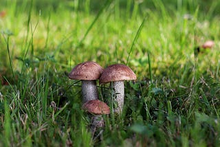 Week #80 Notice of Mushrooms