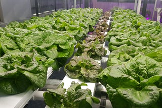 Are Soilless Crops Less Healthy?