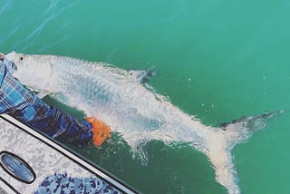 The Tarpon Fishing Capital of the World: Boca Grande