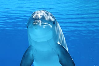 The Water Life
