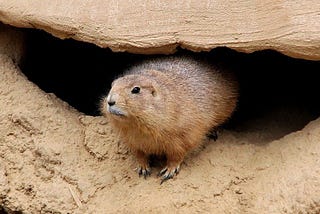 Humane Wildlife Removal: Keeping Your Property Animal-Free