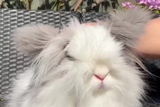 I microdosed psilocybin for my ADHD symptoms & this is what happened 🍄