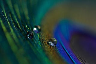 peacock feather macrophoto with some water drops on it