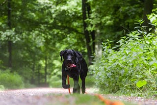 How to Teach a Dog to Walk on a Leash