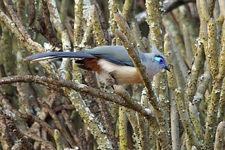 DRÔLES D'OISEAUX