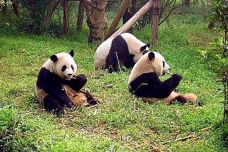 A Step For Panda Conservation: Giant Panda Cells Have Been Turned Into Stem Cells