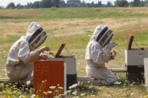 Beeapocalypse and Bias: How the New York Times has fumbled the neonicotinoid pesticides and bee…
