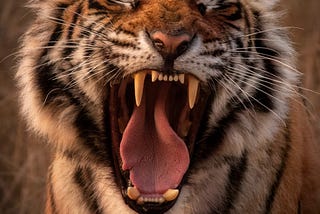 Power Up Your Teaching in the Year of the Tiger: 12 Challenges That'll Make You a Better Teacher