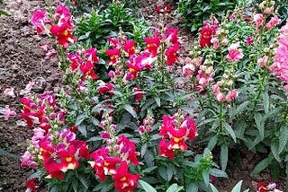 Snapdragon flowers/ dog’s flowers/Antirrhinum majus