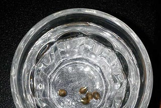 Growing your own: seeds germination