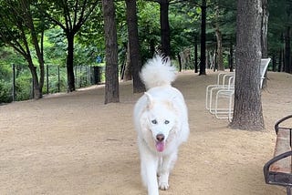 Alfie the World Traveler