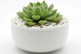 The most effective method to Root Succulent Plants With Leaf or Stem Cuttings