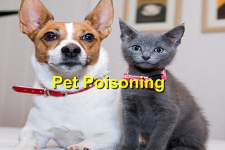 Recognizing and Responding to Poisoning in Pets