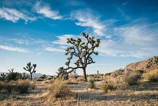 Tips for Planning the Perfect Summer Vacation at Joshua Tree National Park