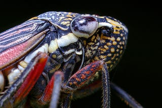 closeup of a leaf hopper’s head and upper thorax