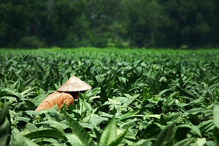 【雪茄帶氣候】大解密｜雪茄是植物？全球只有古巴能種？什麼日然條件？