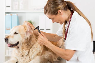 Dog Hearing Loss After Ear Infection: Causes and Solutions