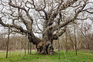 The Major and his tree