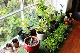 Which Are the Best Vastu Plants for Home to Attract Positive Energy?