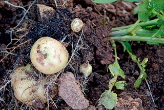 How to Grow Potatoes in Florida 101: A Complete Guide (And An Awesome Recipe!)