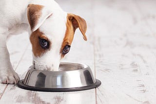 Ration ménagère vs alimentation industrielle: que choisir pour mon chien ?