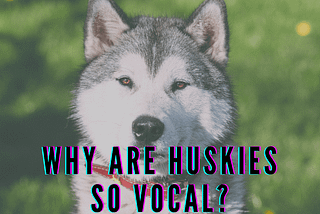 Why Are Huskies So Vocal? | A Helpful Guide 2020