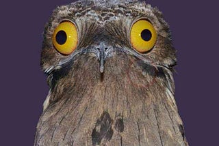 10 Amazing Great Potoo Facts You Need To Know