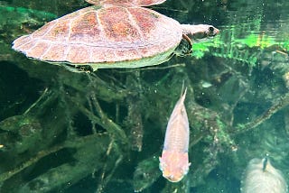 Fish and Turtle