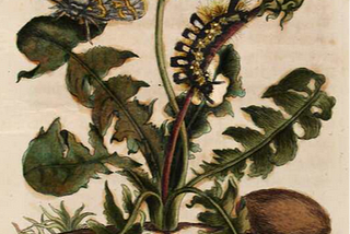 Colored iIllustration from The Caterpillars’ Marvelous Transformation and Strange Floral Food first volume, published 1679. By Maria Sibylla Merian. Depicting a Taraxacum, with the Calliteara fascellina moth and its caterpillar.